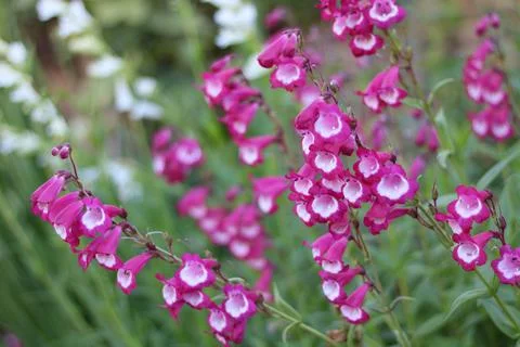 Full frame image of dark pink and white penstemon flowers Stock Photos