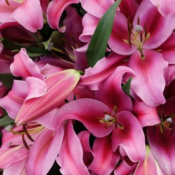 Full frame image of deep pink lilies showing stamen detail Stock Photos