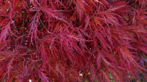 Full frame image of deep red acer foliage in autumn Stock Photos