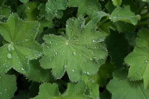 Full frame image of dew or raindrops on alchemilla mollis foliage Stock Photos