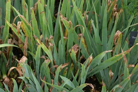 Full frame image of dying iris foliage with leaf tips turning brown Stock Photos