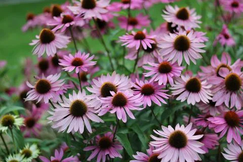 Full frame image of echinacea or cone flowers in garden setting Stock Photos