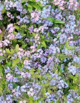 Full frame image of forget-me-nots in blue and pink colours Stock Photos
