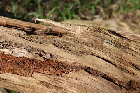 Full frame image of gnarled old weathered tree bark with grain detail Stock Photos