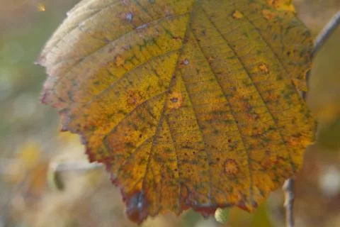 Full frame image of green hazelnut leaf background . in autumn . Stock Photos