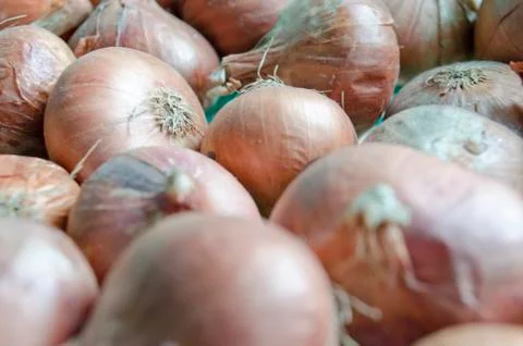 Full frame image of a large group of fresh onions. Stock Photos