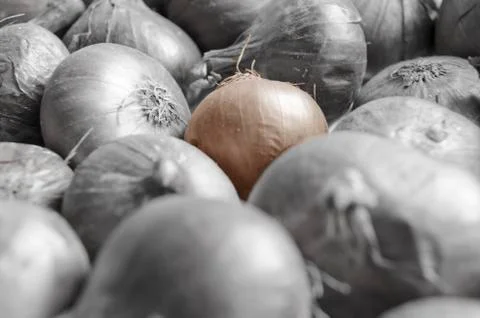 Full frame image of a large group of fresh onions. Stock Photos