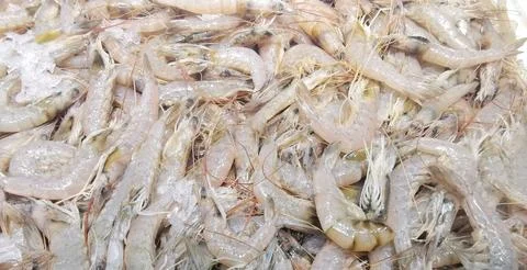 Full frame image of lots of uncooked raw grey prawns Stock Photos