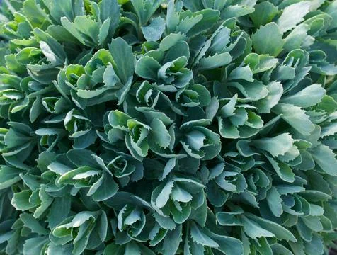 Full frame image of pale green sedum or ice plant foliage Stock Photos
