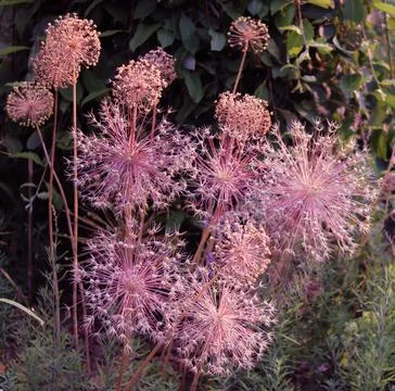Full frame image of pink tinged allium heads or globes Stock Photos