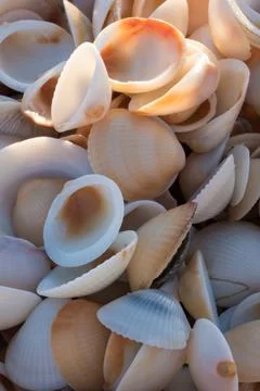 Full Frame Image of Seashells Stock Photos