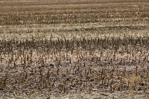 Full frame image of short cropped corn stubble after harvesting Stock Photos