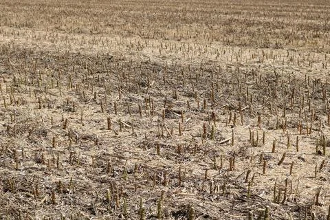 Full frame image of short cropped corn stubble after harvesting Stock Photos
