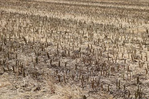 Full frame image of short cropped corn stubble after harvesting Stock Photos