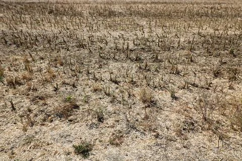 Full frame image of short cropped corn stubble after harvesting Stock Photos