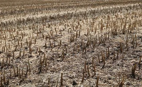 Full frame image of short cropped corn stubble after harvesting Stock Photos