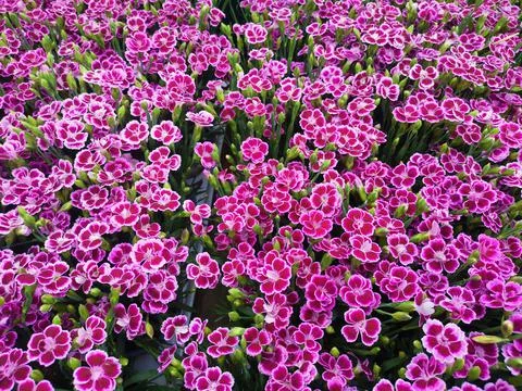 Full frame image of small variegated pink flowers showing petal detail Stock Photos