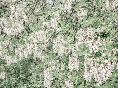 Full frame image of small white flowers of acacia, background 写真素材