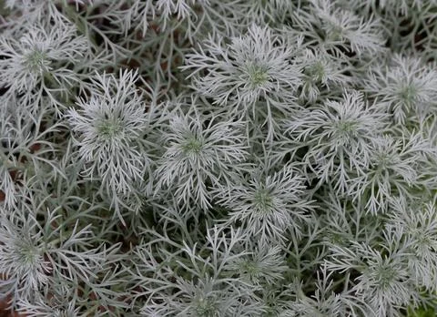 Full frame image of soft grey green frond type foliage Stock Photos