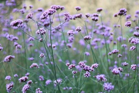 Full frame image of soft purple verbena bonariensis or curtain plant Stock Photos
