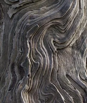 Full frame image of swirly bark on trunk of grey tree Stock Photos