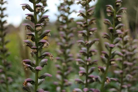 Full frame image of tall spiky acanthus blooms against soft blurred background Stock Photos