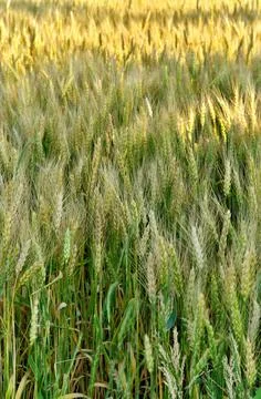 Full Frame Image of Wheat Field on Windy Day with Dappled Sunshine Stock Photos