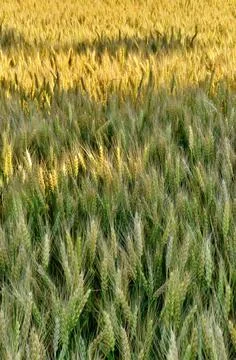 Full Frame Image of Wheat Field on Windy Day with Dappled Sunshine Stock Photos