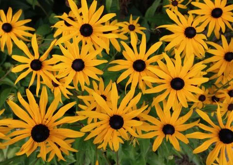Full frame image of yellow black eyed Susan flowers or rudbeckia Stock Photos