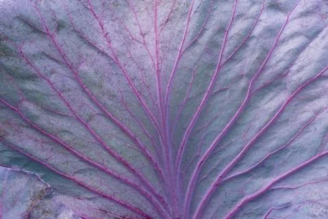 Full frame leaf of red cabbage background - macro. Texture of purple leaf Stock Photos