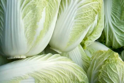Full frame lettuce background Stock Photos