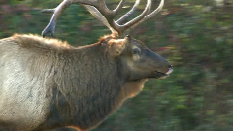 Full Frame Lip Curl &amp; Bugle Video stock 106772911