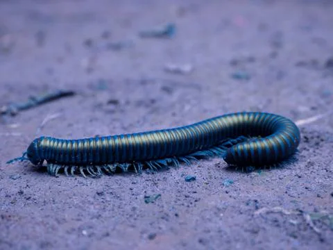 Full frame long millipede worm running on soil field, Wildlife creature backg Stock Photos