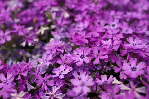 Full Frame Macro Close up of Beautiful Pink and Purple Phlox Subulata, Moss Stock Photos