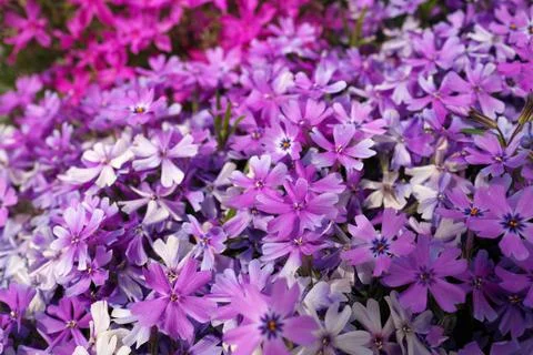 Full Frame Macro Close up of Beautiful Pink and Purple Phlox Subulata, Moss Stock Photos