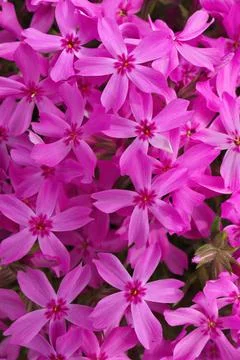 Full Frame Macro Close up of Beautiful Pink Phlox Subulata, Moss Phlox, or Stock Photos