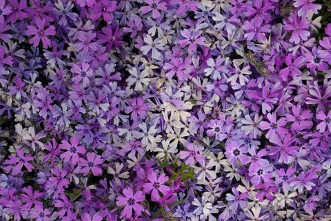 Full Frame Macro Close up of Beautiful Pink and Purple Phlox Subulata, Moss Stock Photos