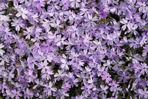 Full Frame Macro Close up of Beautiful Purple Lavender Phlox Subulata, Moss Stock Photos