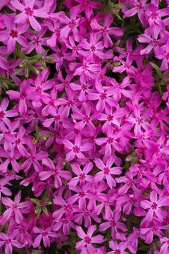 Full Frame Macro Close up of Beautiful Pink Phlox Subulata, Moss Phlox, or Stock Photos