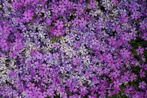 Full Frame Macro Close up of Beautiful Pink and Purple Phlox Subulata, Moss Stock Photos