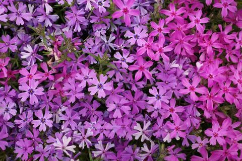 Full Frame Macro Close up of Beautiful Pink and Purple Phlox Subulata, Moss Stock Photos