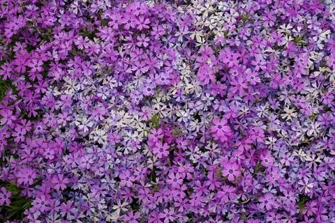 Full Frame Macro Close up of Beautiful Pink and Purple Phlox Subulata, Moss Stock Photos