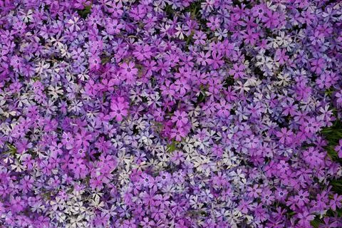 Full Frame Macro Close up of Beautiful Pink and Purple Phlox Subulata, Moss Stock Photos