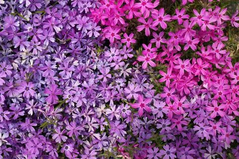 Full Frame Macro Close up of Beautiful Pink and Purple Phlox Subulata, Moss Stock Photos