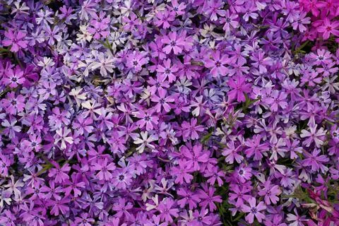 Full Frame Macro Close up of Beautiful Pink and Purple Phlox Subulata, Moss Stock Photos