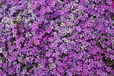 Full Frame Macro Close up of Beautiful Pink and Purple Phlox Subulata, Moss Stock Photos