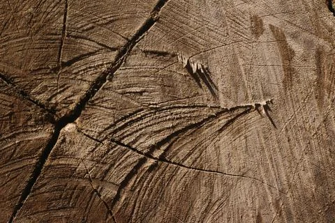 Full frame macro closeup from a brown cut tree trunk in high angle view. Stock Photos