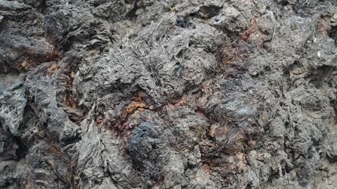 Full Frame Macro of Dark Charred Rough Tree Bark Texture Patterns 写真素材