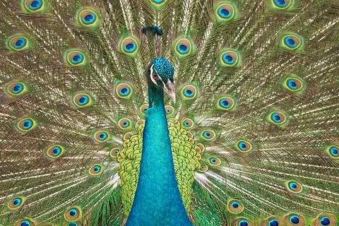 Full frame macro display of a male peacock fanning its vibrant tail feathers Stock Photos