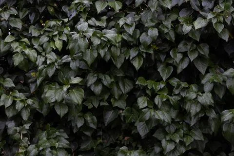 Full-frame macro shot of lush, dark green ivy leaves (Hedera helix) covered i Stock Photos